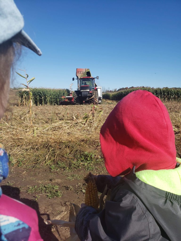 Watching the corn harvest