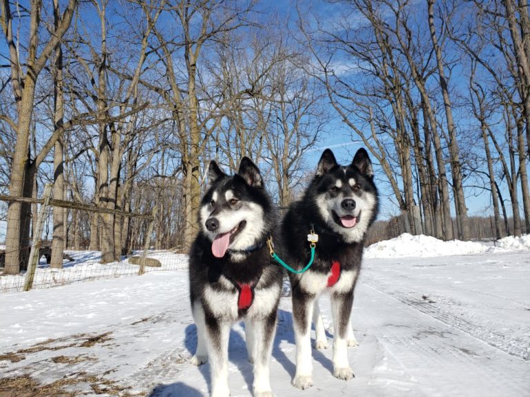 Our malamutes are ready for mushing