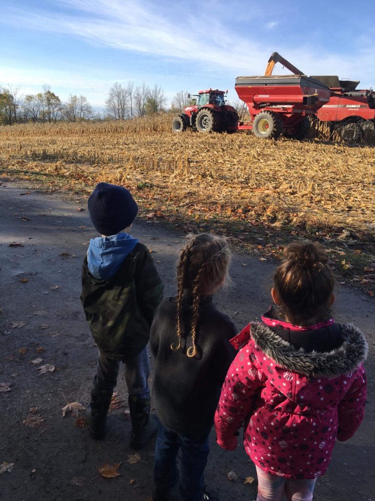 Viewing corn harvest